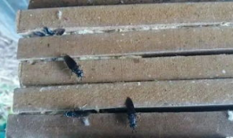 黑水虻养殖技术视频,揭秘高效生态养殖新趋势